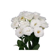 Роза (Эустома) Grandiflorum Robella 2 Pure White F1, Sakata
