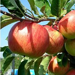 Саджанці яблуні Ред Топаз