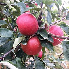 Саджанці яблуні Розелла
