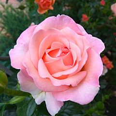 Саджанці троянди плетиста Sweet Syrie (Світ Сірі)Саджанці 
