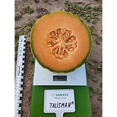 ТАЛИСМАН F1 / TALISMAN F1 – Дыня, Sakata