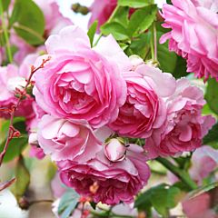 Саджанці троянди кордес Jasmina (Жасміна)