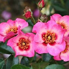 Саджанці троянди перська Trendy Babylon ENo (Тренді Бебілон Айс)