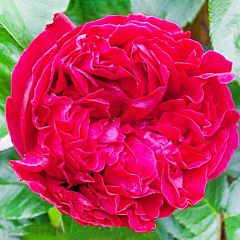 Саженцы роз плетистая Red Eden Rose (Ред Иден Роуз)