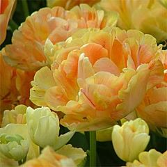 Тюльпан Сharming Beauty,  Florium