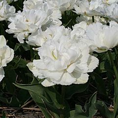Тюльпан Grobina,  Florium