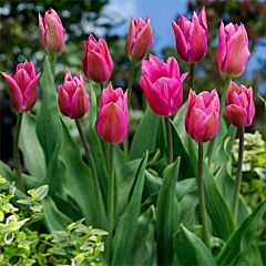 Тюльпан Lilyrosa,  Florium