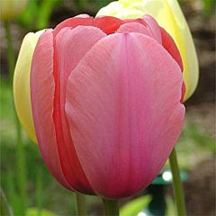Тюльпан Pink Impression,  Florium