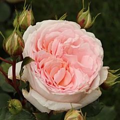 Саджанці троянди Marchenzauber (Мархензаубер)