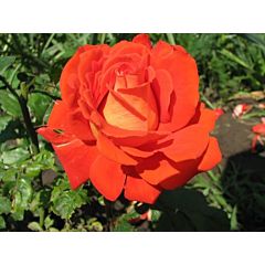 Роза чайно-гибридная Верано (Професійне насіння)
