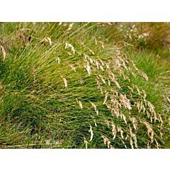 ОВСЯНИЦA / OVSIANIZA - газонная трава, Професійне насіння